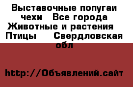 Выставочные попугаи чехи - Все города Животные и растения » Птицы   . Свердловская обл.